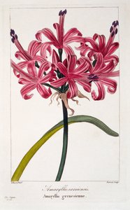 Amaryllis sarniensis, 1836 (el boyaması gravür)